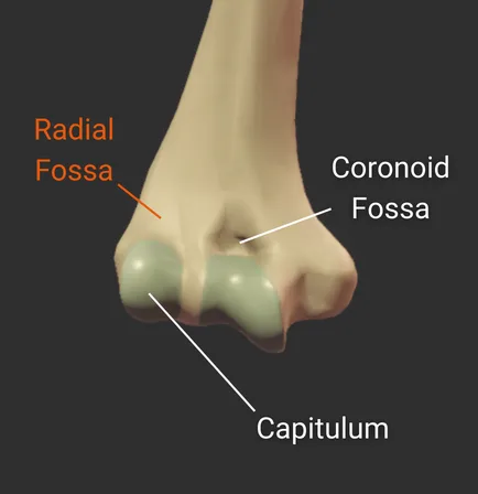 Radial Fossa - anterior - isolated